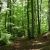 Investir dans la forêt française image
