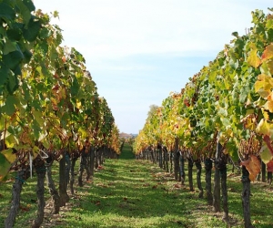 GFV : Investir dans un groupement foncier viticole