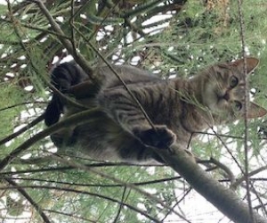 Que devez-vous savoir avant de souscrire une mutuelle santé pour vos animaux ?