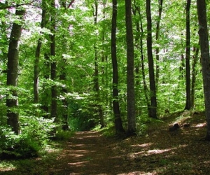 Investir dans la forêt française