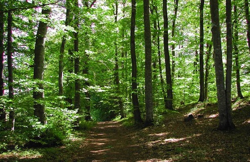 Investir dans la forêt française image