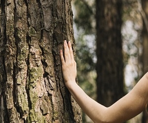 GFF et GFI : investir dans le bois et la forêt comme investir en SCPI