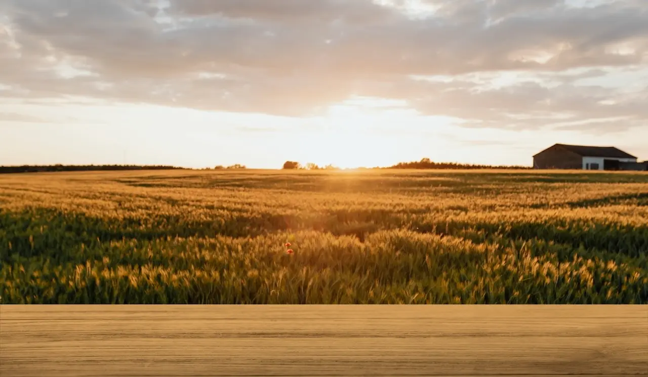 Investir dans la terre agricole : un placement fertile pour l’avenir ?
